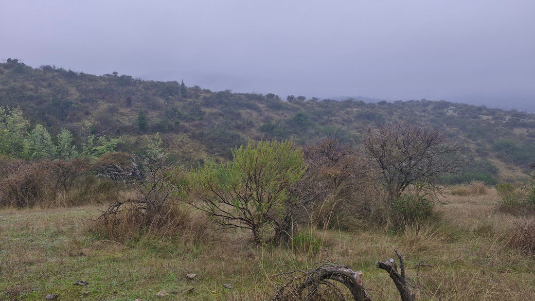 Flora nativa del Secano: Rinconada de Alcones