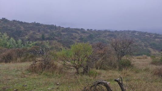 Flora nativa del Secano: Rinconada de Alcones
