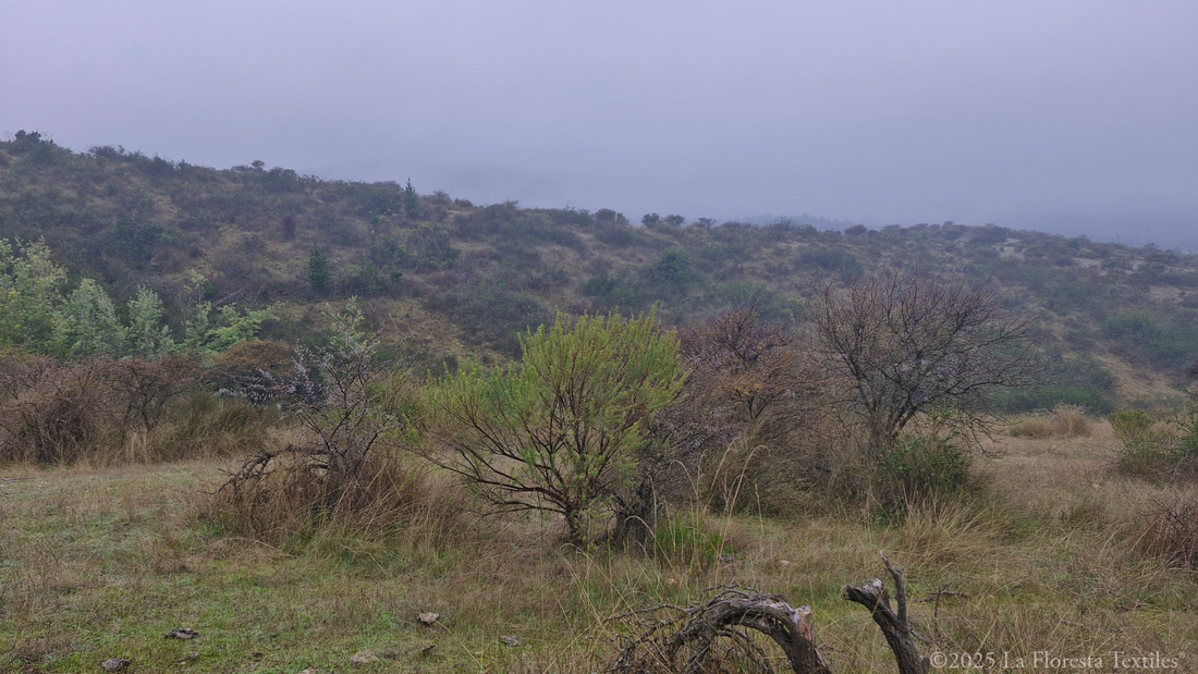 Flora nativa del Secano: Rinconada de Alcones