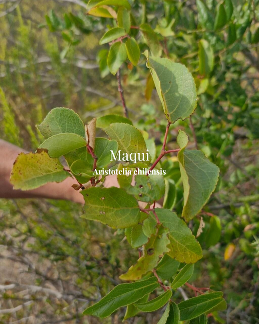 Maqui