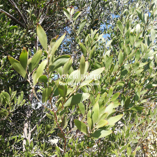 Acacia negra