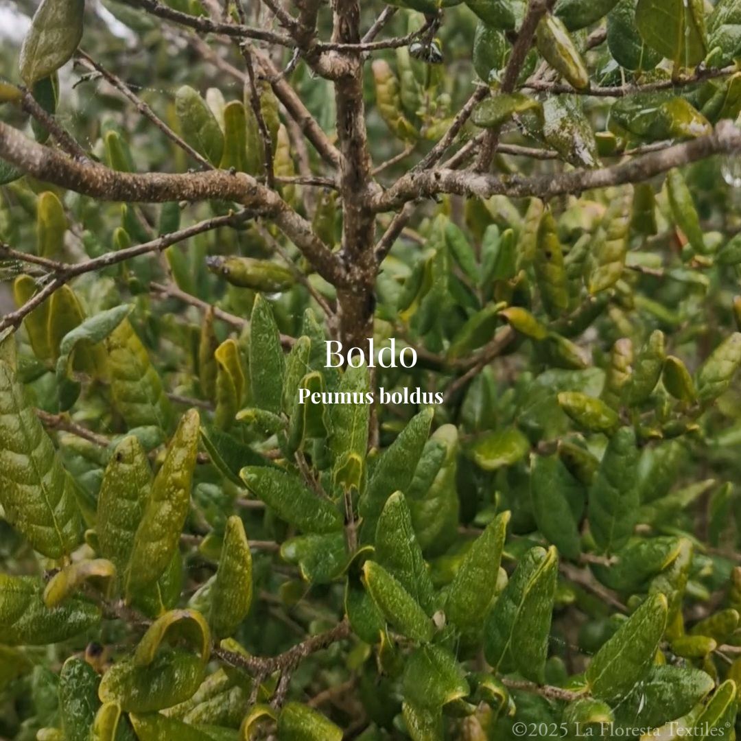 Boldo