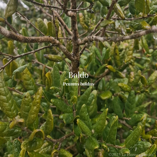 Boldo