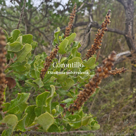 Corontillo
