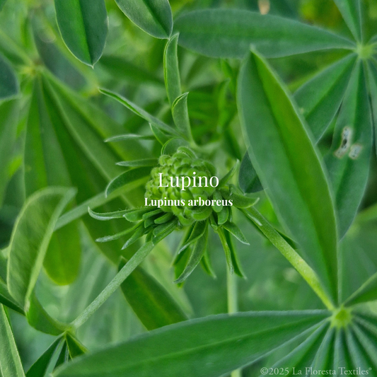 Lupino