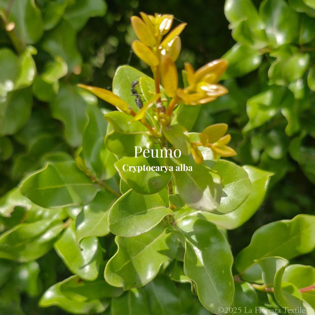 Peumo
