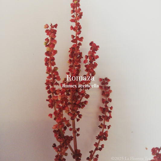 Romaza
