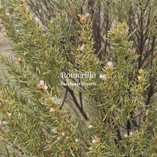 Romerillo